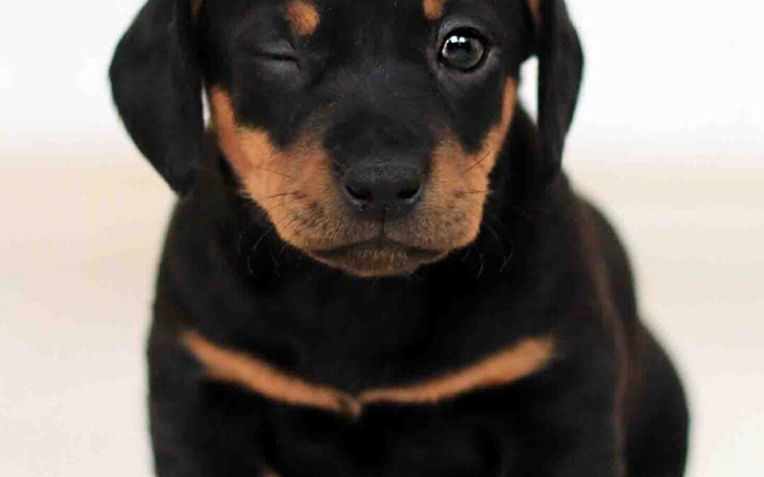 hund